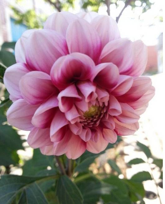 盆栽大丽花的种植养护方法