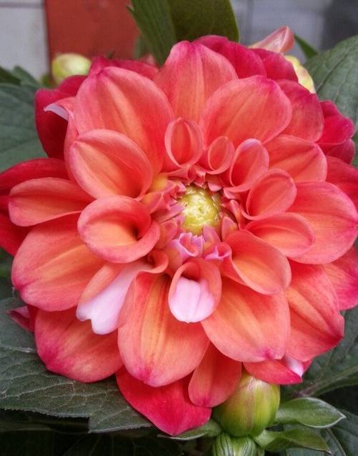 盆栽大丽花的种植养护方法