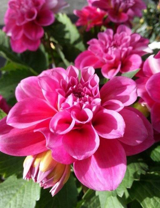 盆栽大丽花的种植养护方法