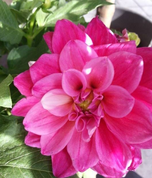 盆栽大丽花的种植养护方法