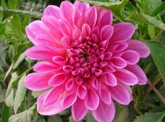 盆栽大丽花的种植养护方法