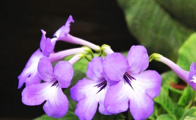别再养大众植物了，此植物一年四季开花不断，赏心悦目，值得养护