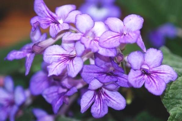 别再养大众植物了，此植物一年四季开花不断，赏心悦目，值得养护