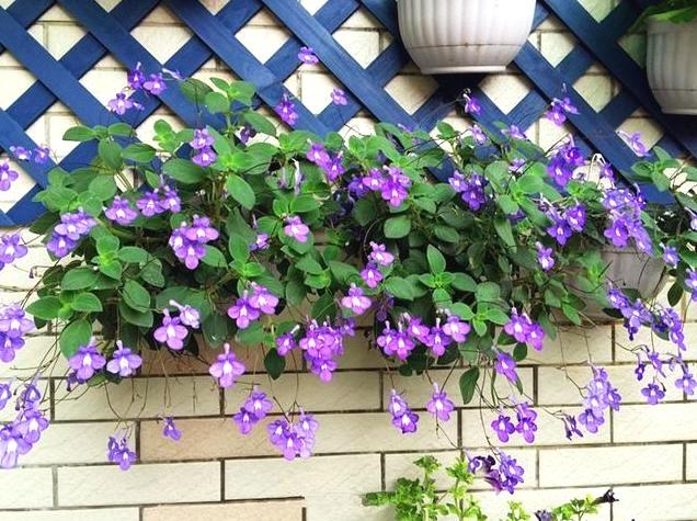 别再养大众植物了，此植物一年四季开花不断，赏心悦目，值得养护