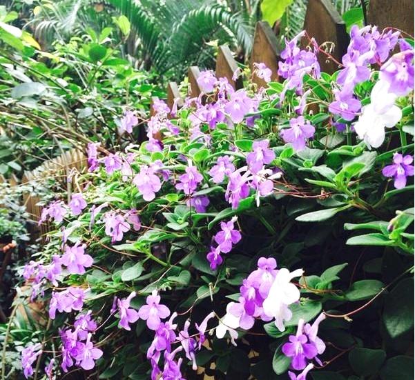 别再养大众植物了，此植物一年四季开花不断，赏心悦目，值得养护