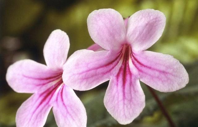 别再养大众植物了，此植物一年四季开花不断，赏心悦目，值得养护