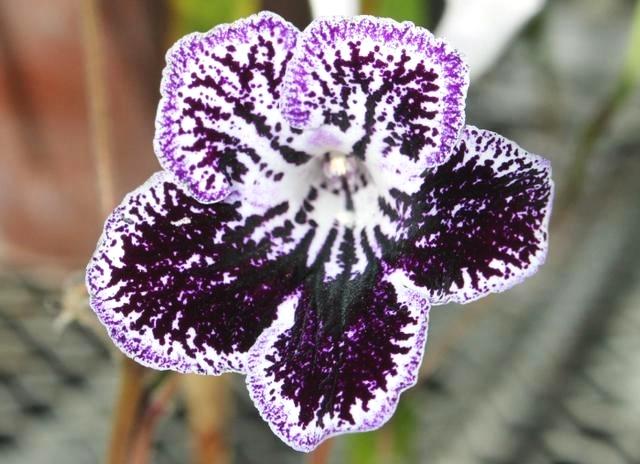 别再养大众植物了，此植物一年四季开花不断，赏心悦目，值得养护