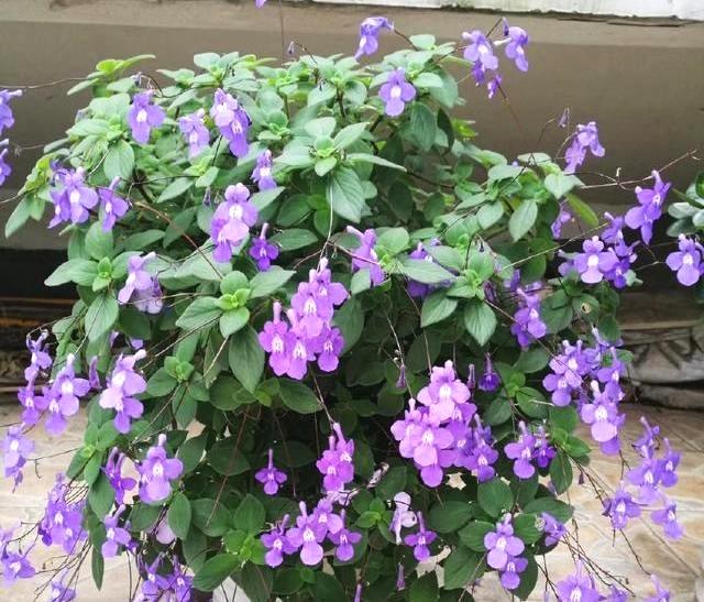 别再养大众植物了，此植物一年四季开花不断，赏心悦目，值得养护