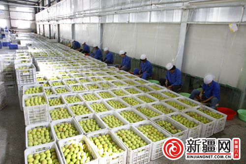 年出口超4000吨——新疆香梨冷链物流产业逆势仍坚挺