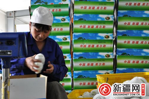 年出口超4000吨——新疆香梨冷链物流产业逆势仍坚挺