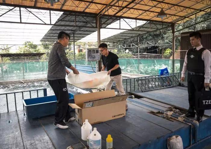 广东土豪花百万网购“锦鲤王”，全程保镖护驾，游客追随前往观赏