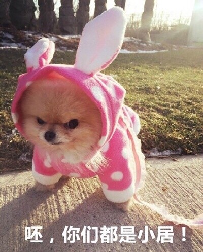 搞笑一组汪星人斗图表情，你算哪块小饼干