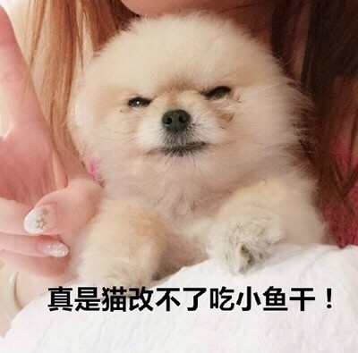 搞笑一组汪星人斗图表情，你算哪块小饼干