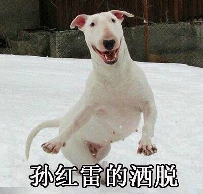 搞笑一组汪星人斗图表情，你算哪块小饼干