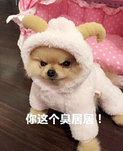 搞笑一组汪星人斗图表情，你算哪块小饼干