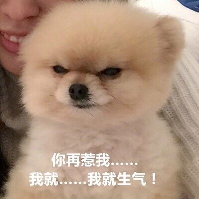 搞笑一组汪星人斗图表情，你算哪块小饼干