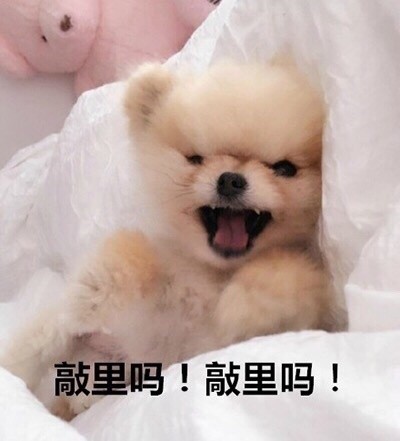 搞笑一组汪星人斗图表情，你算哪块小饼干