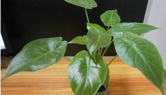 养护滴水观音有技巧，不烂根不黄叶，又大又绿