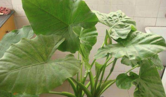 养护滴水观音有技巧，不烂根不黄叶，又大又绿