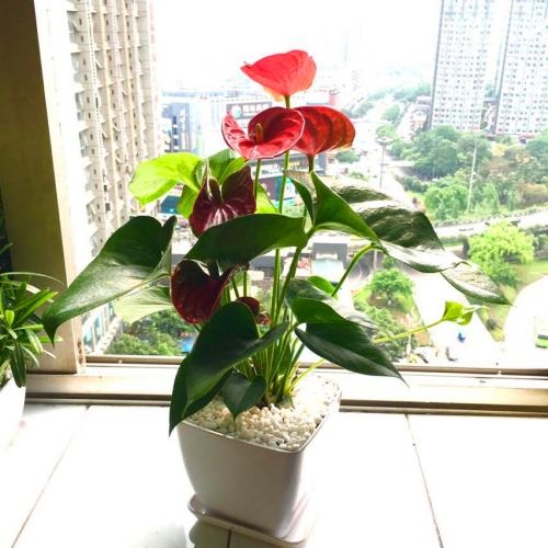 很难被养死的绿植，放到办公桌上养护，不需要经常打理！