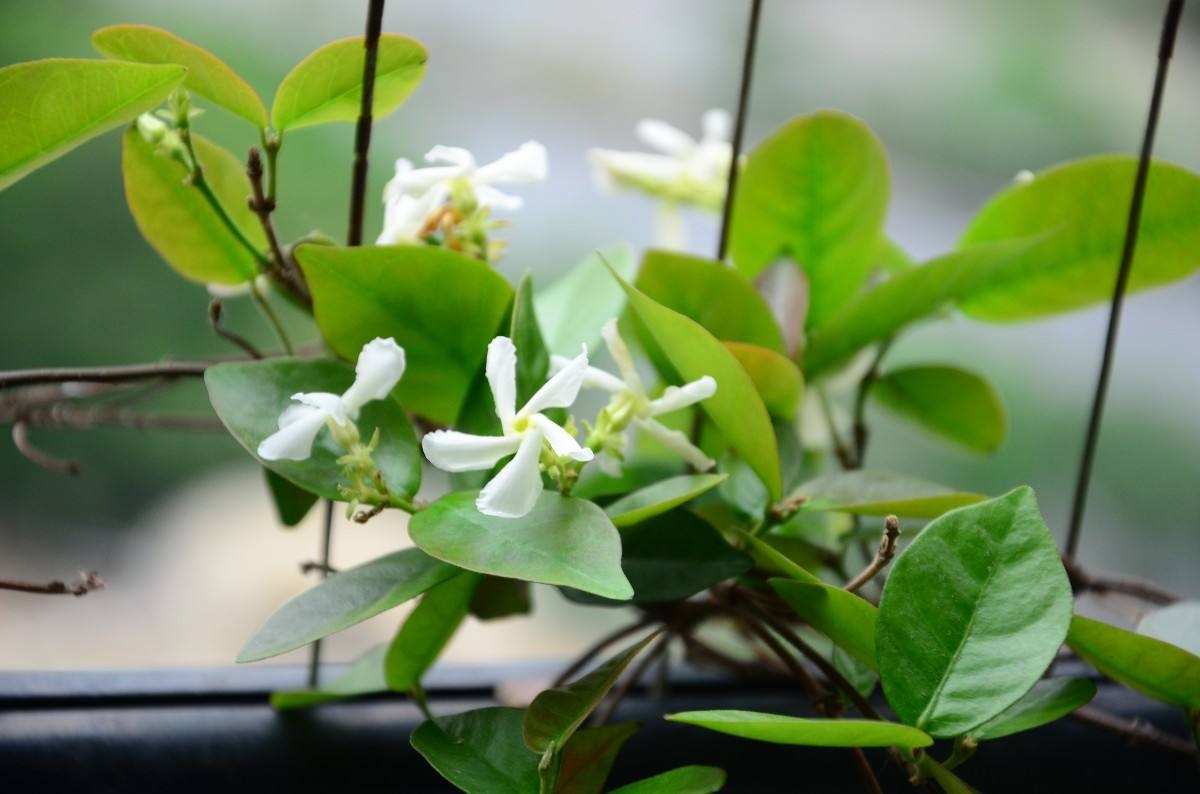 很难被养死的绿植，放到办公桌上养护，不需要经常打理！