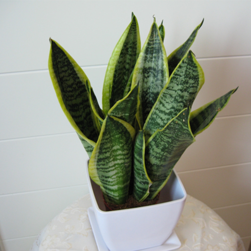 很难被养死的绿植，放到办公桌上养护，不需要经常打理！