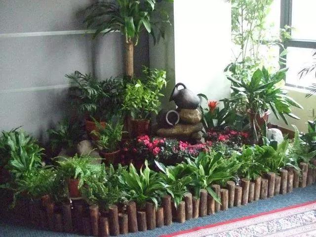 冬至后，养花思路要转变！这“4个”养护技巧，不黄叶烂根真不错