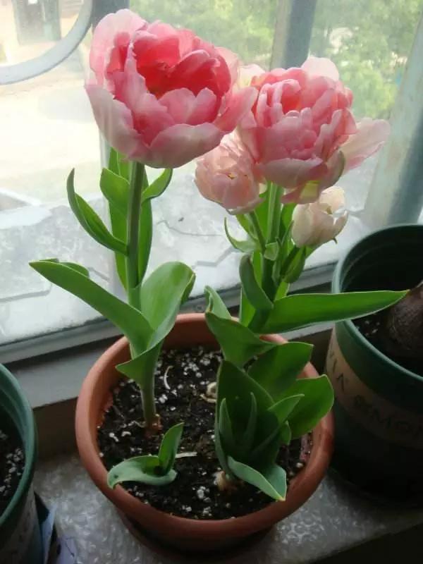 冬至后，养花思路要转变！这“4个”养护技巧，不黄叶烂根真不错