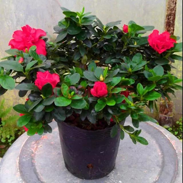 冬至后，养花思路要转变！这“4个”养护技巧，不黄叶烂根真不错