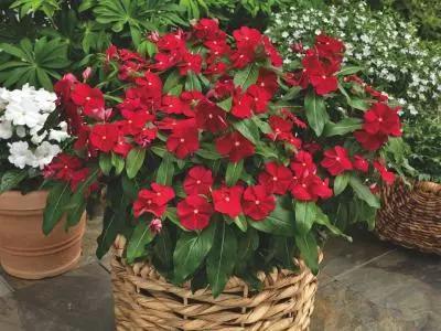 冬至后，养花思路要转变！这“4个”养护技巧，不黄叶烂根真不错