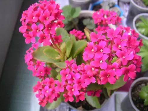 冬至后，养花思路要转变！这“4个”养护技巧，不黄叶烂根真不错