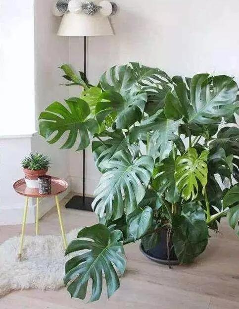 冬至后，养花思路要转变！这“4个”养护技巧，不黄叶烂根真不错