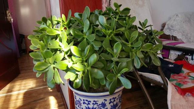 冬季长寿花、玉树养护有技巧，肥料有“心机”，成为老桩很简单！