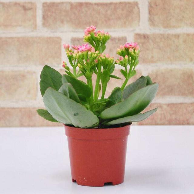 冬季长寿花、玉树养护有技巧，肥料有“心机”，成为老桩很简单！