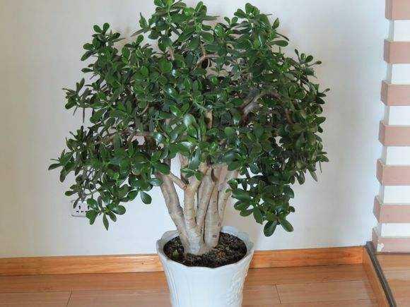 冬季长寿花、玉树养护有技巧，肥料有“心机”，成为老桩很简单！