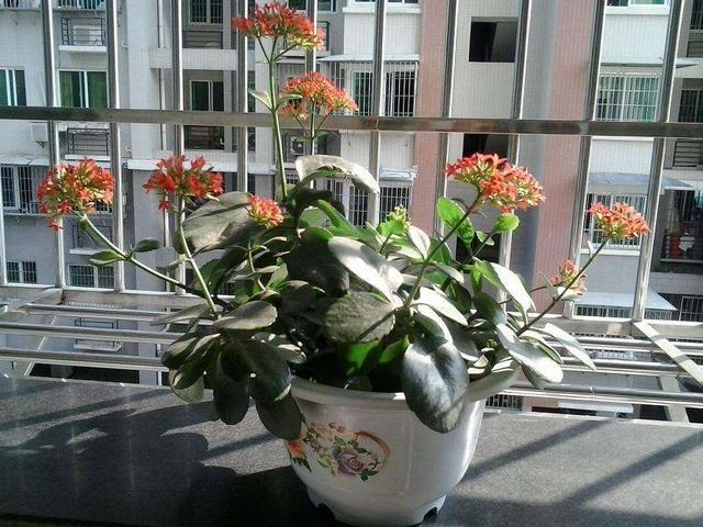 冬季长寿花、玉树养护有技巧，肥料有“心机”，成为老桩很简单！