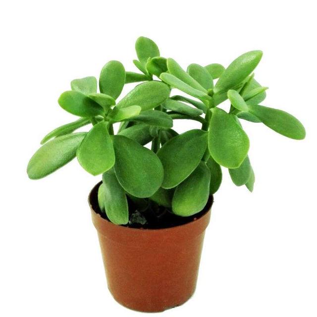 冬季长寿花、玉树养护有技巧，肥料有“心机”，成为老桩很简单！