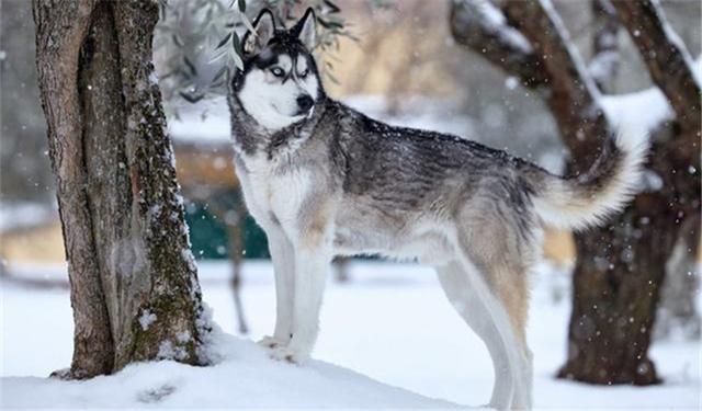 哈士奇入门养护指南，这3个方面你要了解