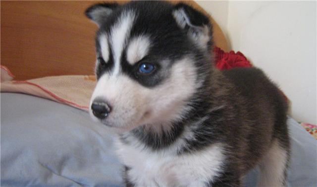 哈士奇入门养护指南，这3个方面你要了解