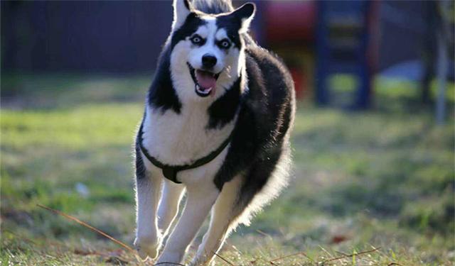 哈士奇入门养护指南，这3个方面你要了解