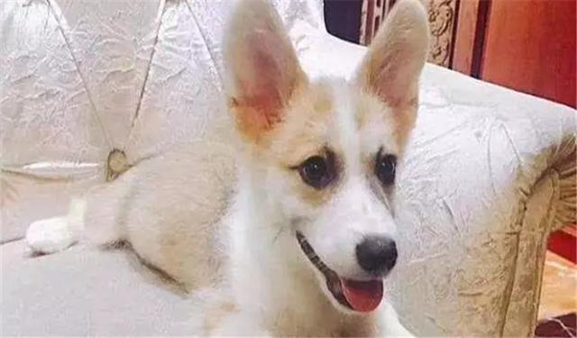 狗狗尴尬期养护，这两点一定要记住！