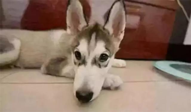 狗狗尴尬期养护，这两点一定要记住！