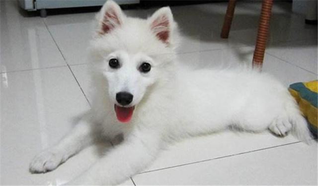 狗狗尴尬期养护，这两点一定要记住！