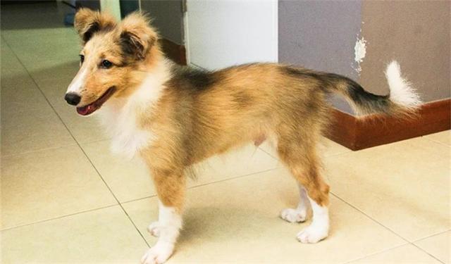 狗狗尴尬期养护，这两点一定要记住！