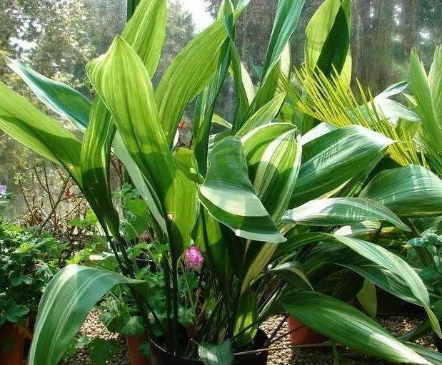 适合室内和窗台上养护的6种植物，喜欢光照又耐阴的盆栽