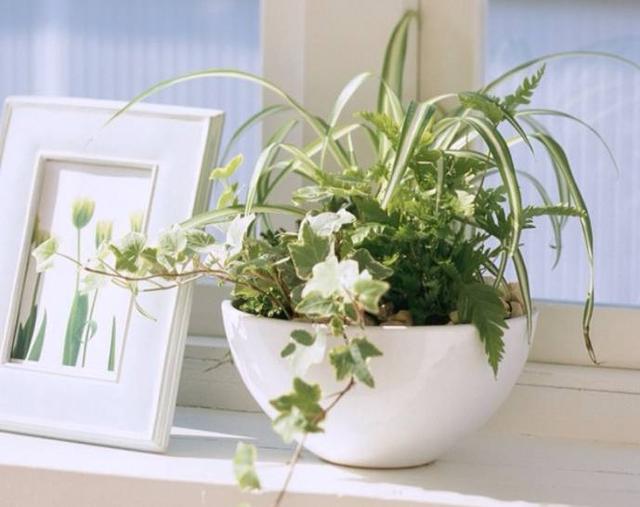 适合室内和窗台上养护的6种植物，喜欢光照又耐阴的盆栽