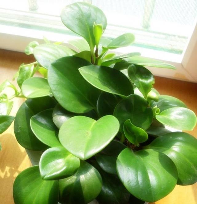 适合室内和窗台上养护的6种植物，喜欢光照又耐阴的盆栽