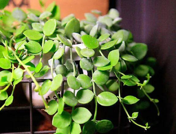 适合室内和窗台上养护的6种植物，喜欢光照又耐阴的盆栽