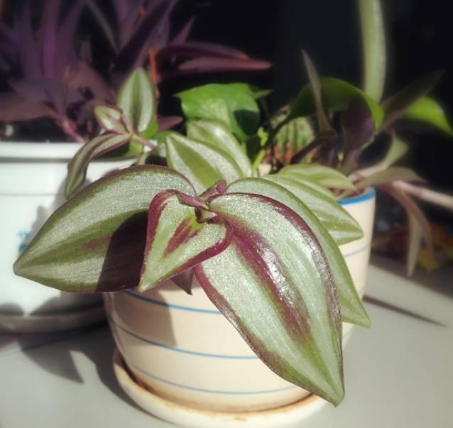 适合室内和窗台上养护的6种植物，喜欢光照又耐阴的盆栽