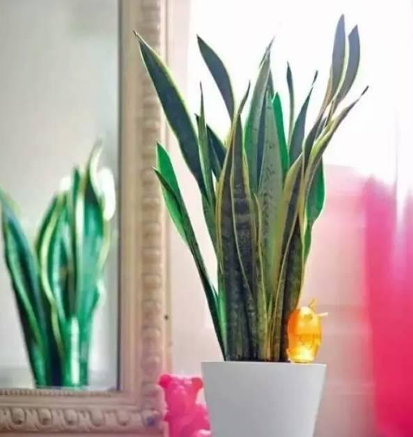 适合室内和窗台上养护的6种植物，喜欢光照又耐阴的盆栽